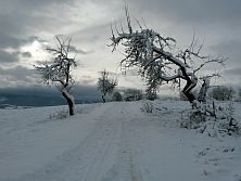 Rosina, Žilina